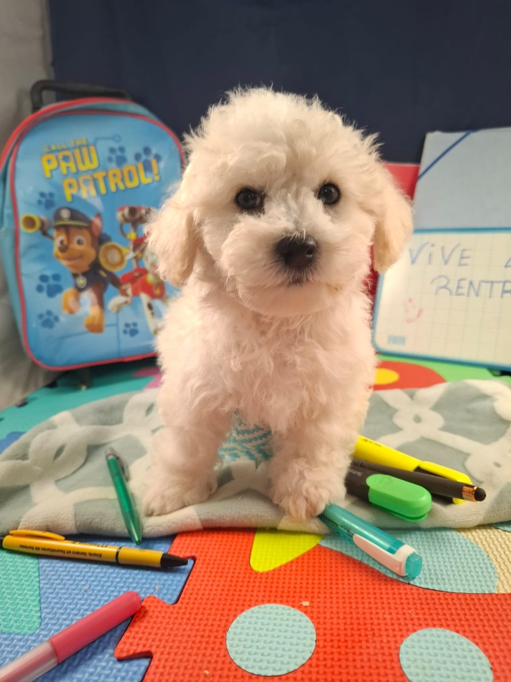 du Domaine des Trolls - Chiots disponibles - Bichon Frise