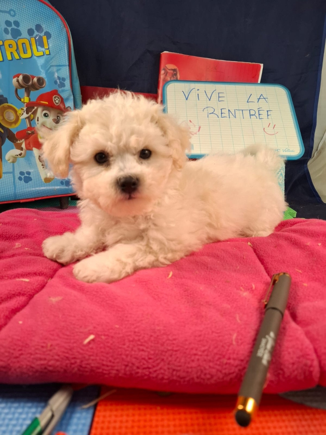 du Domaine des Trolls - Chiots disponibles - Bichon Frise