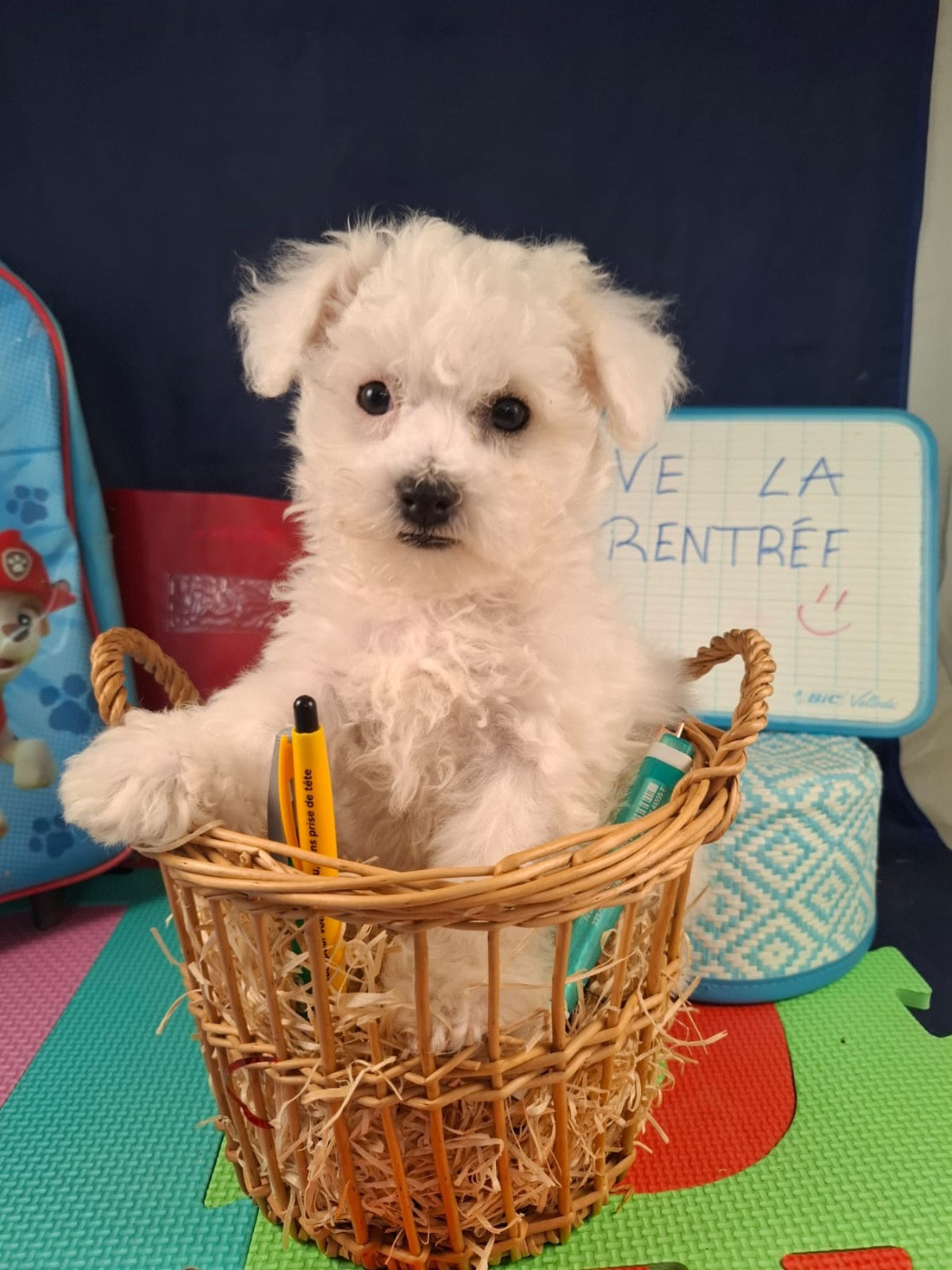 du Domaine des Trolls - Chiots disponibles - Bichon Frise