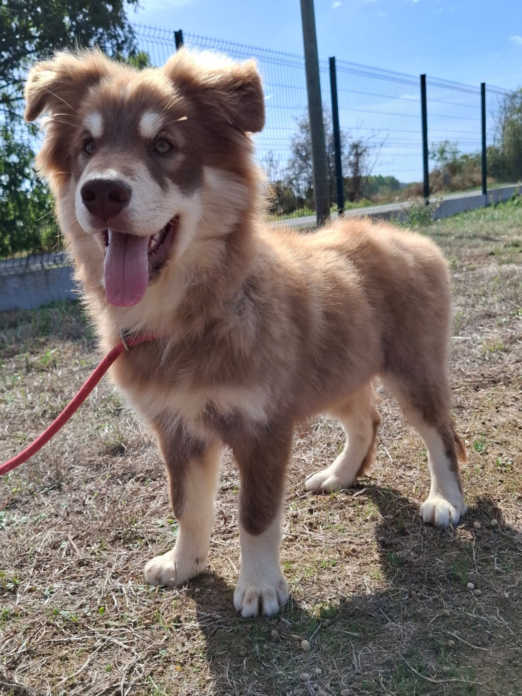 du Domaine des Trolls - Chiots disponibles - Chien finnois de Laponie