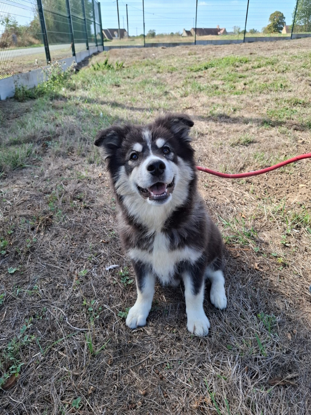 du Domaine des Trolls - Chiots disponibles - Chien finnois de Laponie