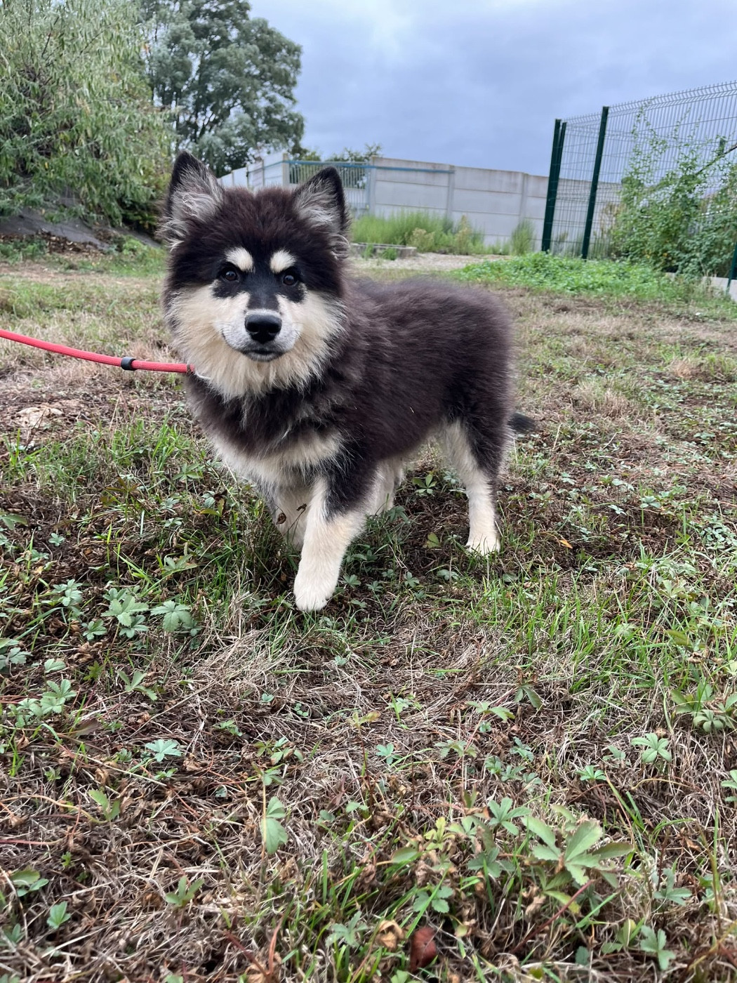 du Domaine des Trolls - Chiots disponibles - Chien finnois de Laponie