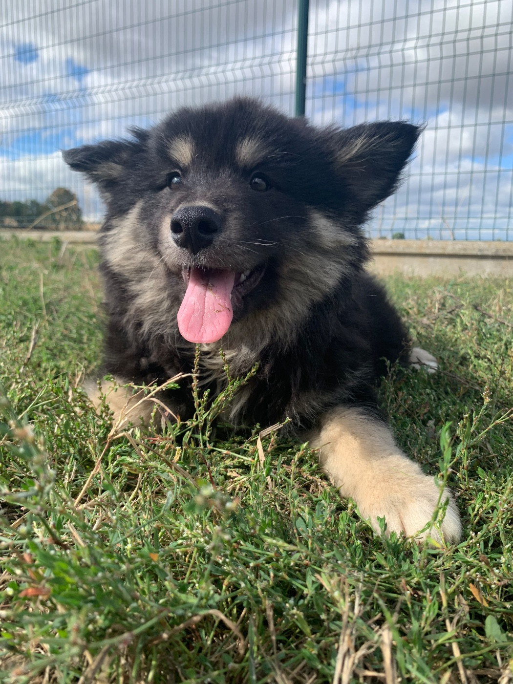 du Domaine des Trolls - Chiots disponibles - Chien finnois de Laponie