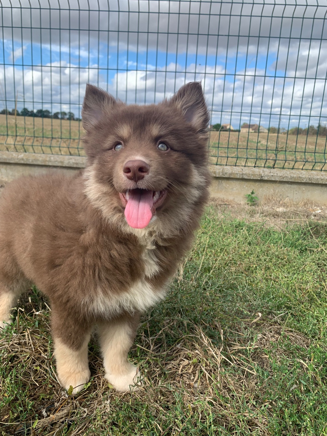 du Domaine des Trolls - Chiots disponibles - Chien finnois de Laponie