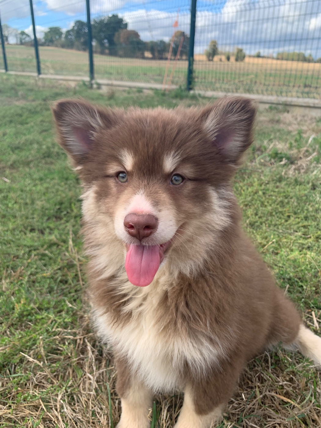 du Domaine des Trolls - Chiots disponibles - Chien finnois de Laponie