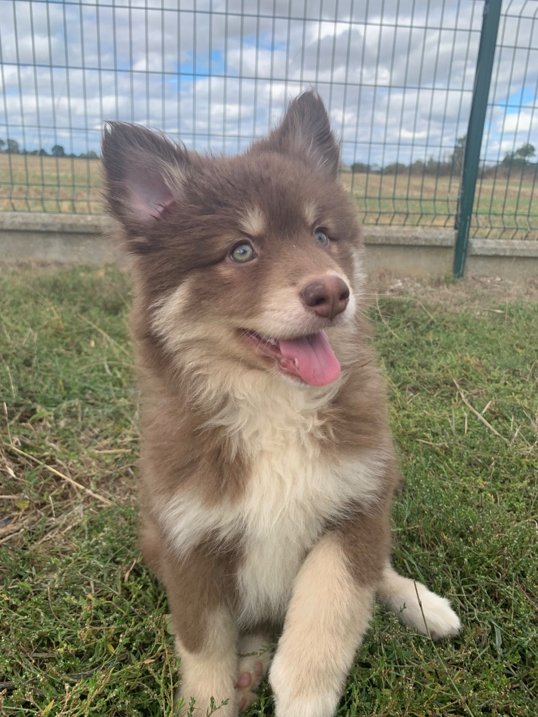 du Domaine des Trolls - Chiots disponibles - Chien finnois de Laponie