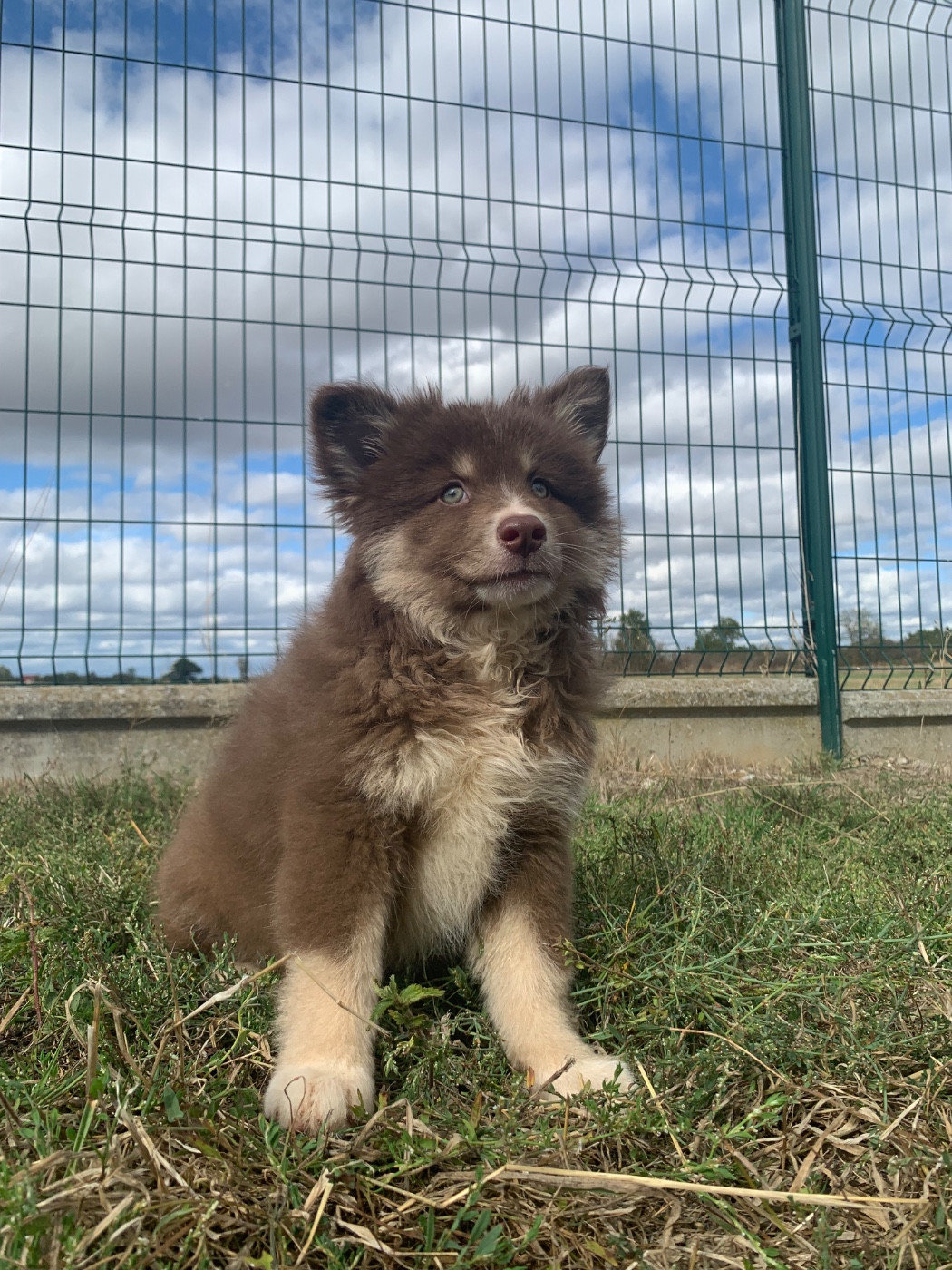 du Domaine des Trolls - Chiots disponibles - Chien finnois de Laponie