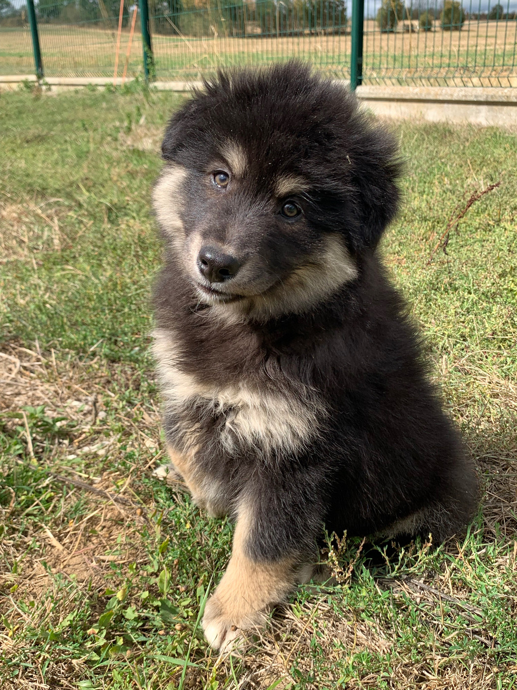 du Domaine des Trolls - Chiots disponibles - Chien finnois de Laponie
