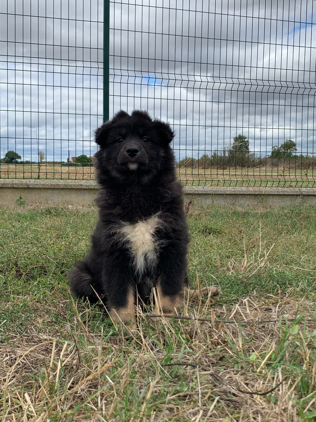 du Domaine des Trolls - Chiots disponibles - Chien finnois de Laponie