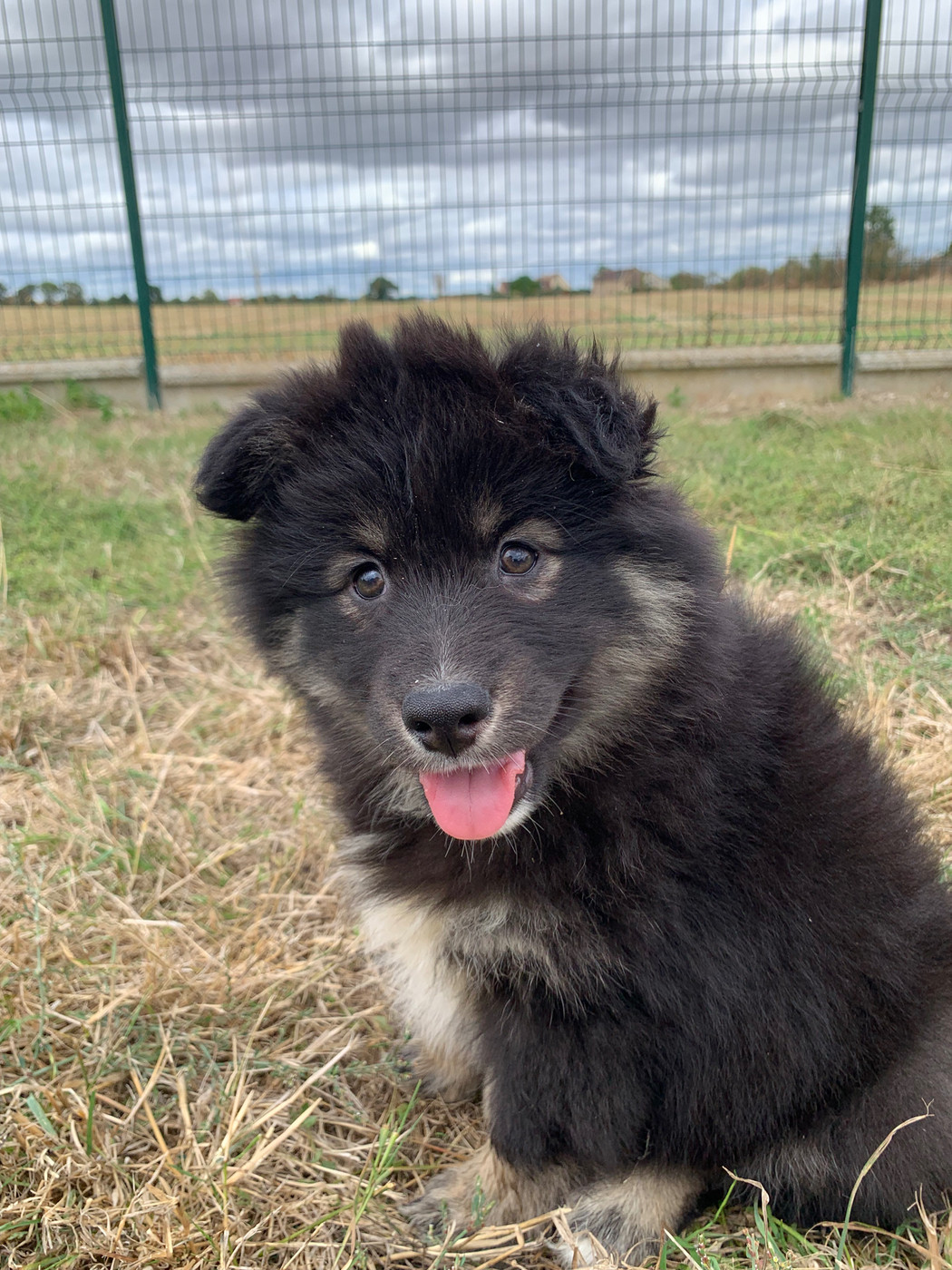 du Domaine des Trolls - Chiots disponibles - Chien finnois de Laponie