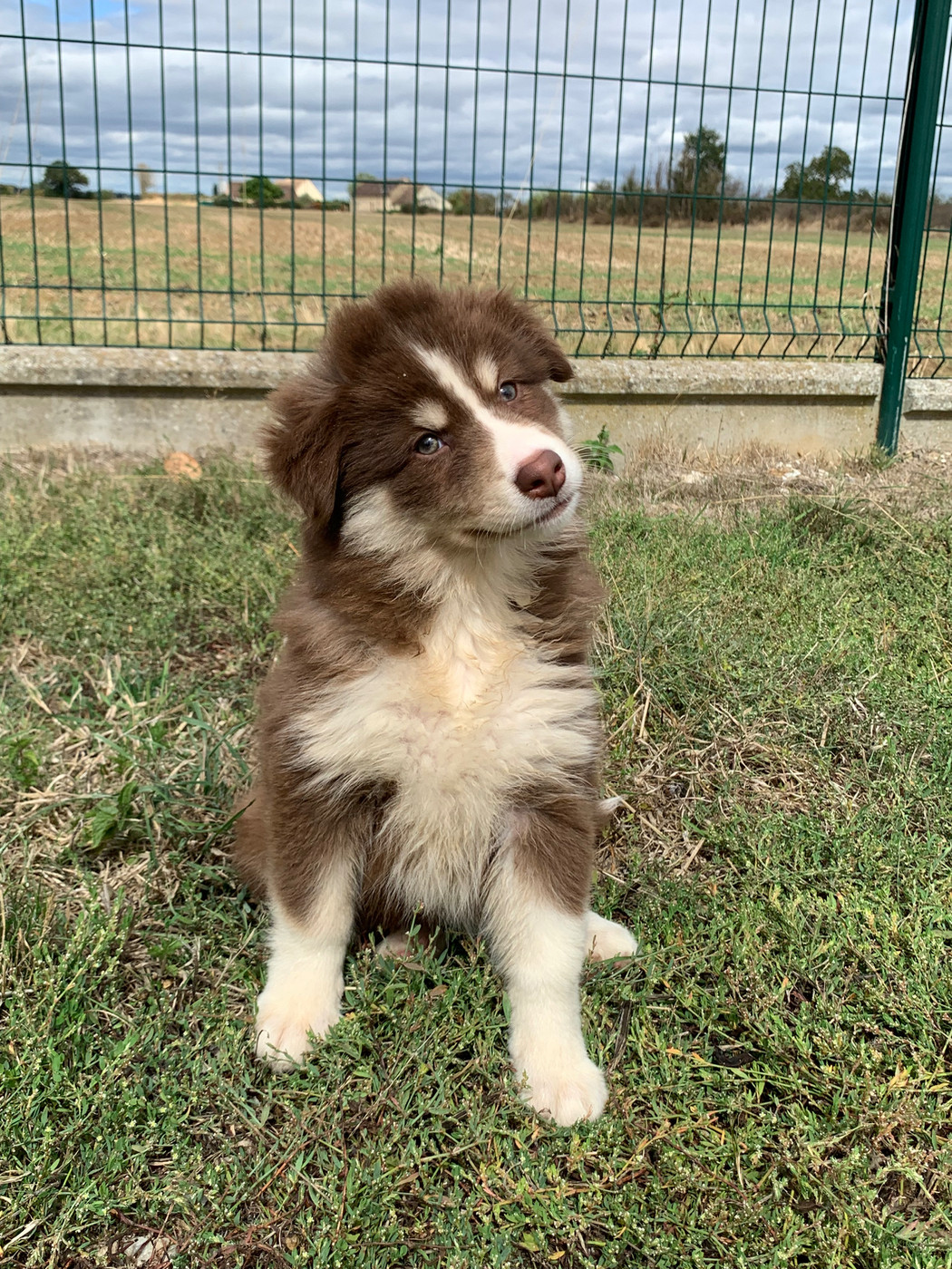du Domaine des Trolls - Chiots disponibles - Chien finnois de Laponie