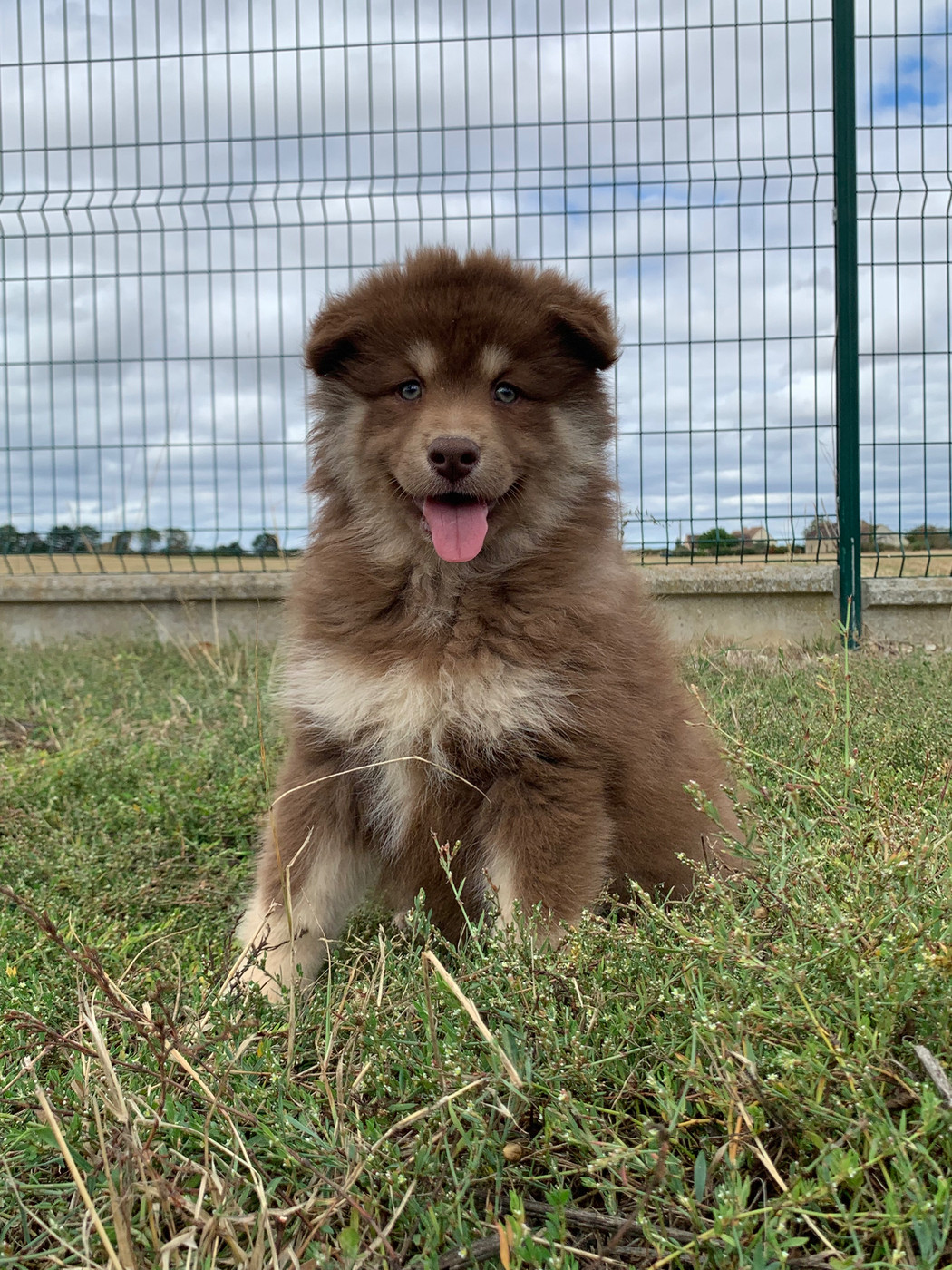 du Domaine des Trolls - Chiots disponibles - Chien finnois de Laponie