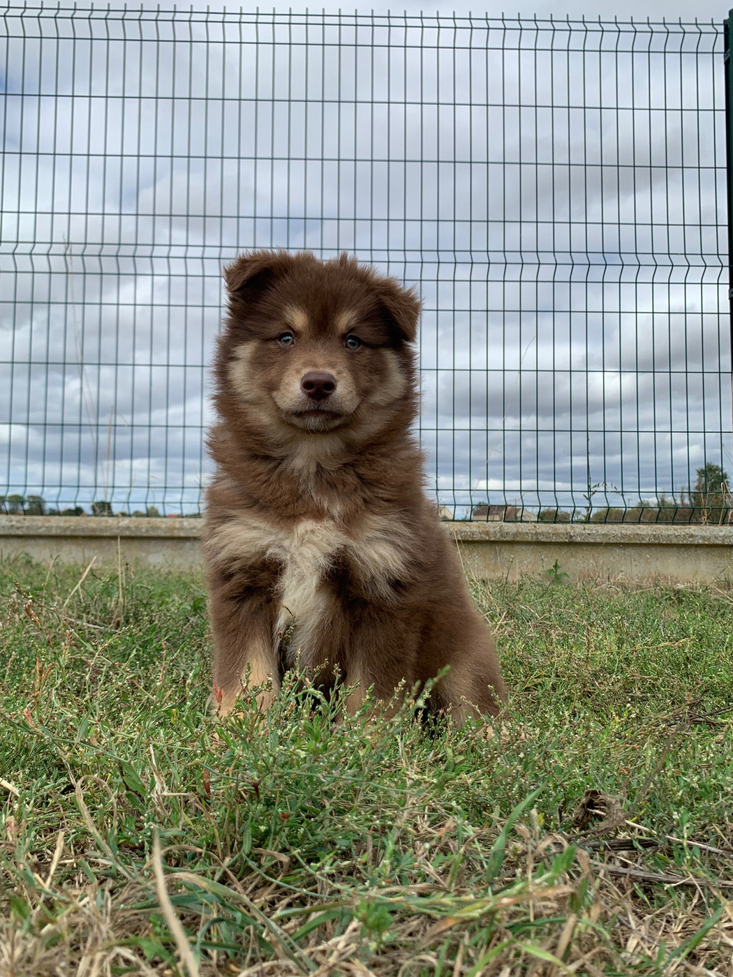 du Domaine des Trolls - Chiots disponibles - Chien finnois de Laponie