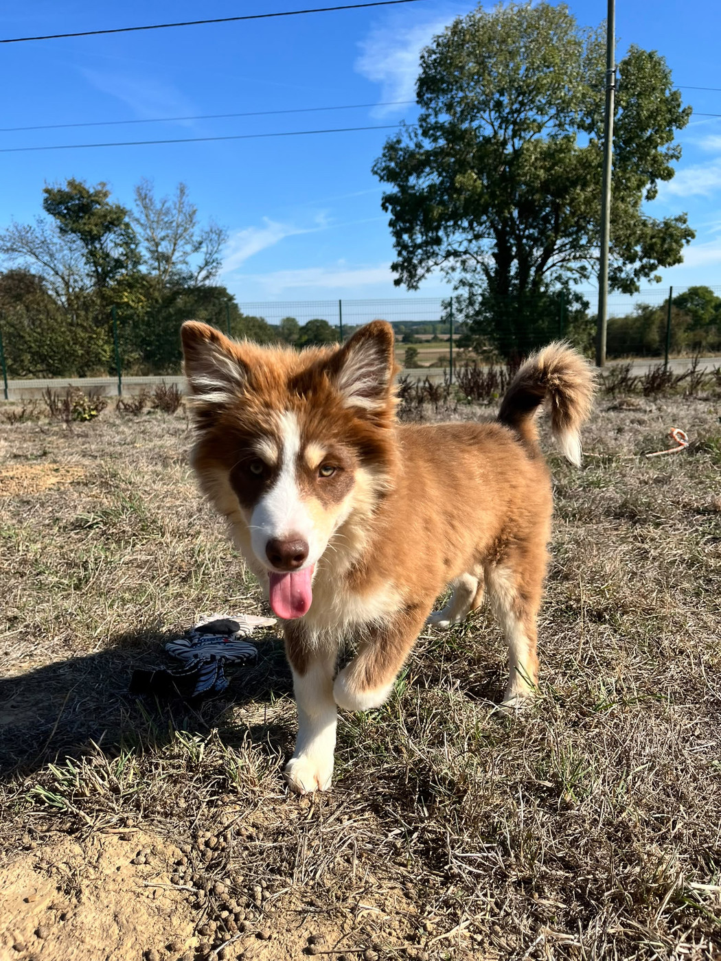 du Domaine des Trolls - Chiots disponibles - Chien finnois de Laponie