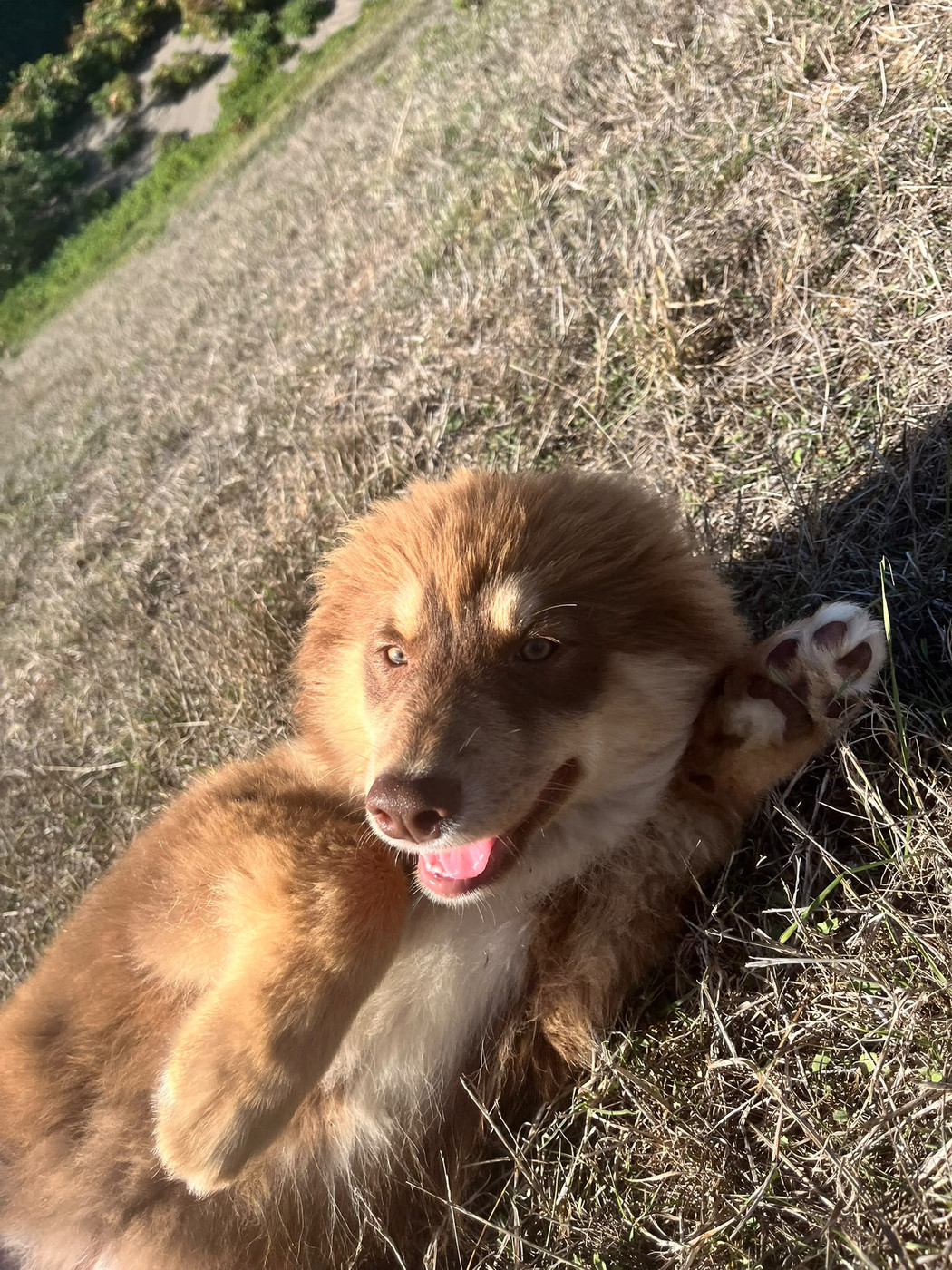 du Domaine des Trolls - Chiots disponibles - Chien finnois de Laponie