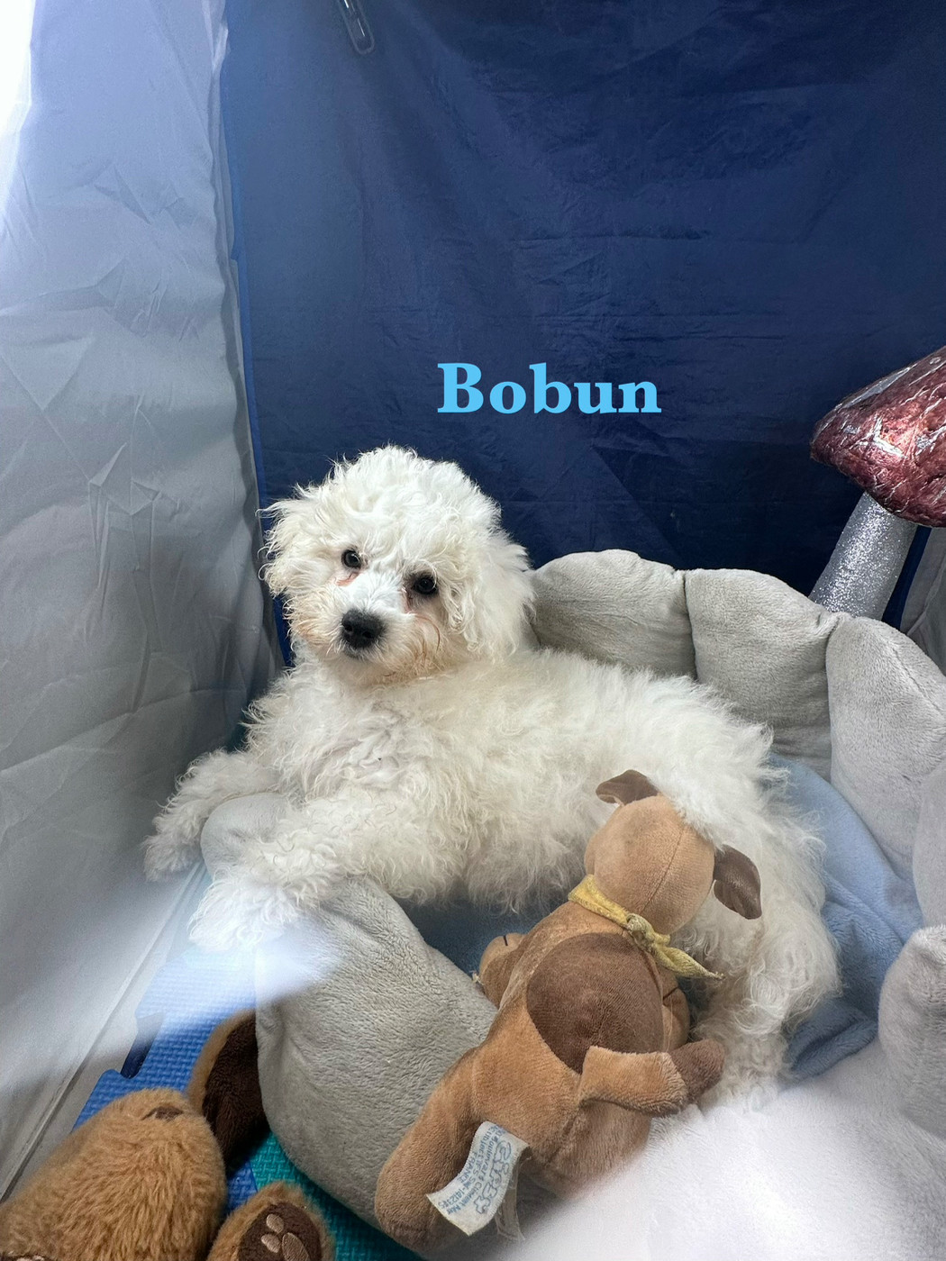 du Domaine des Trolls - Chiots disponibles - Bichon Frise