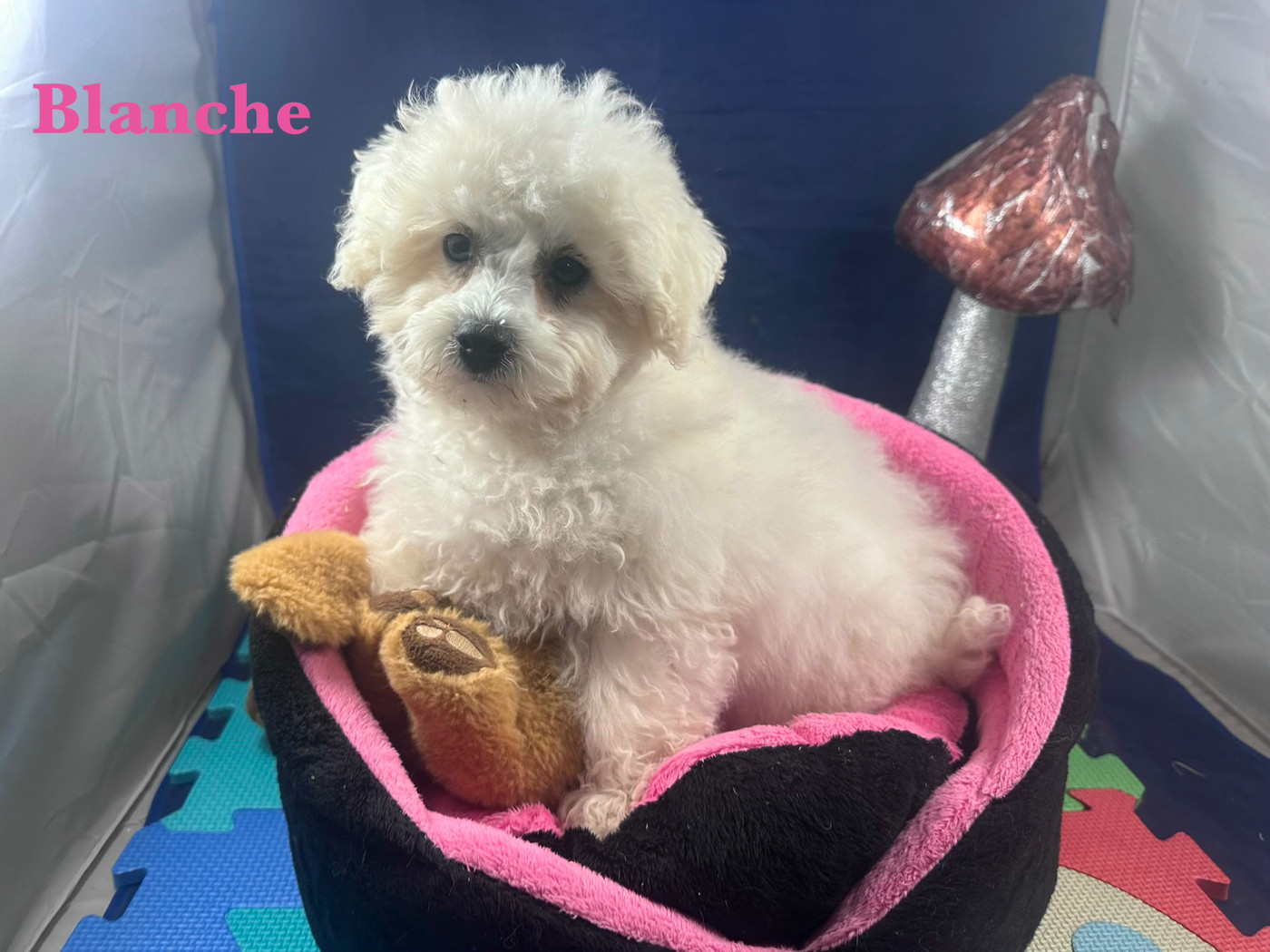 du Domaine des Trolls - Chiots disponibles - Bichon Frise