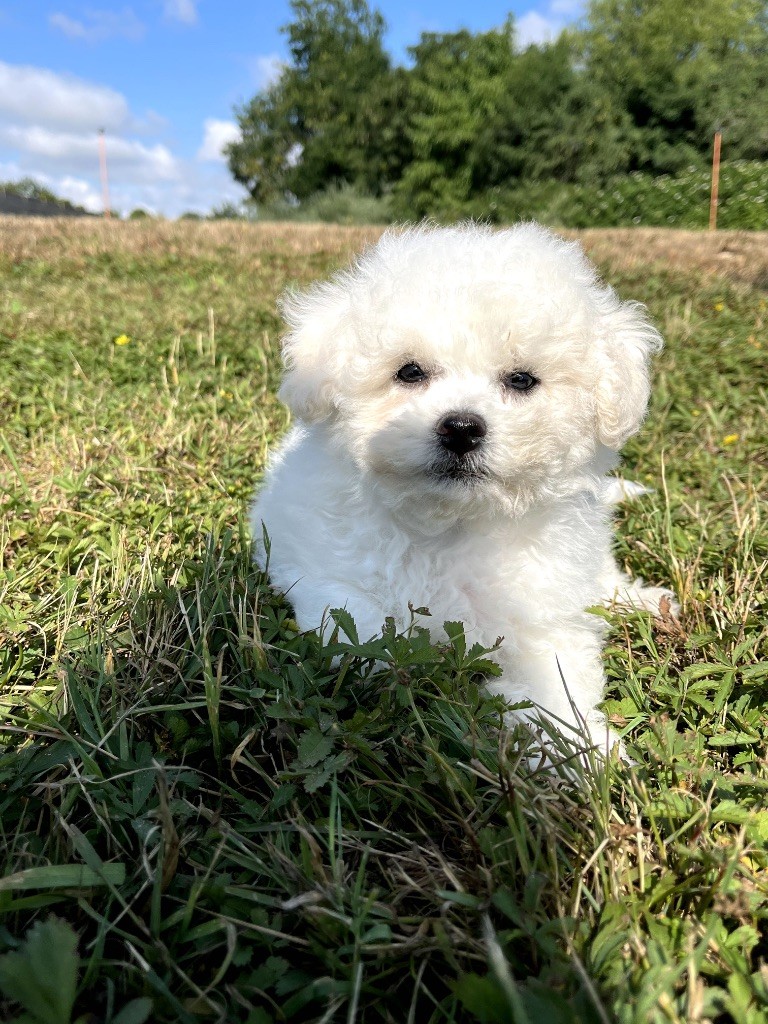 du Domaine des Trolls - Chiots disponibles - Bichon Frise