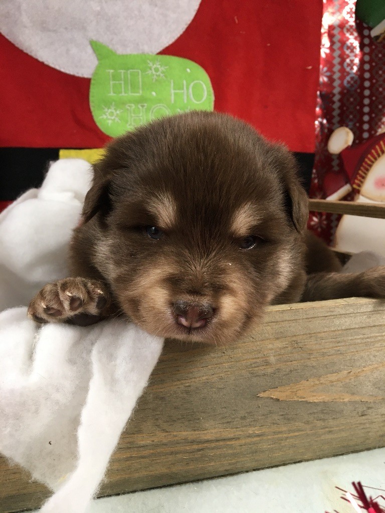 du Domaine des Trolls - Chiots disponibles - Chien finnois de Laponie