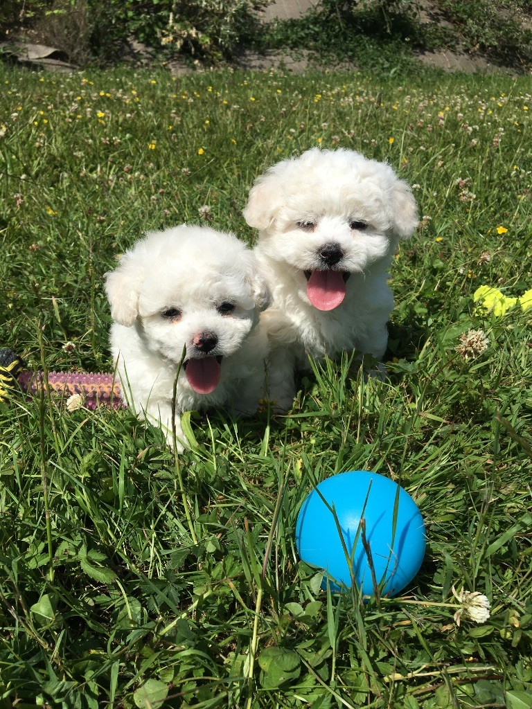 du Domaine des Trolls - Chiots disponibles - Bichon Frise