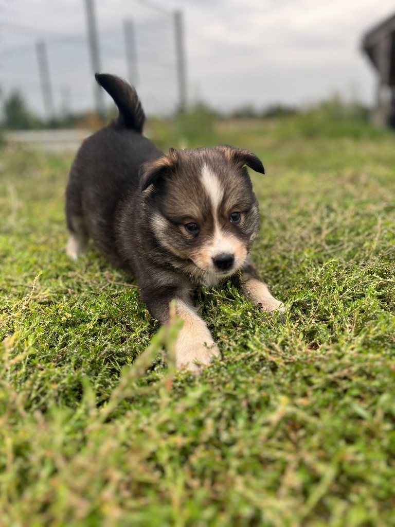 du Domaine des Trolls - Chiots disponibles - Chien finnois de Laponie