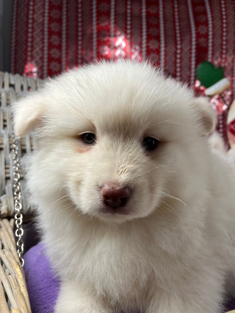 du Domaine des Trolls - Chiots disponibles - Chien finnois de Laponie