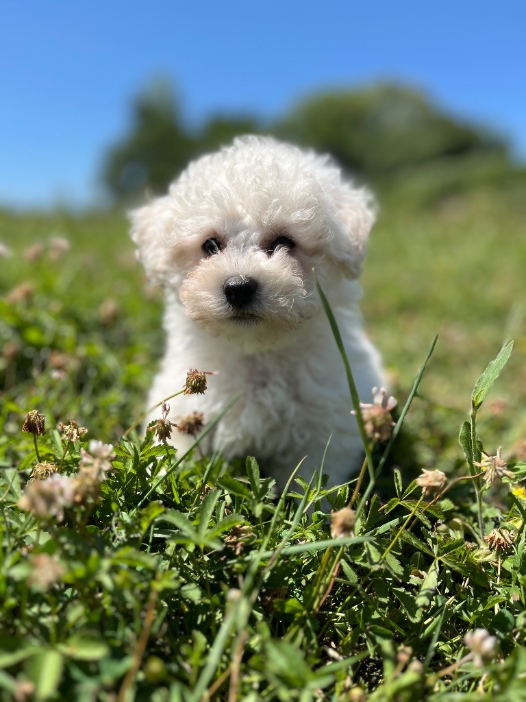 du Domaine des Trolls - Chiots disponibles - Bichon Frise