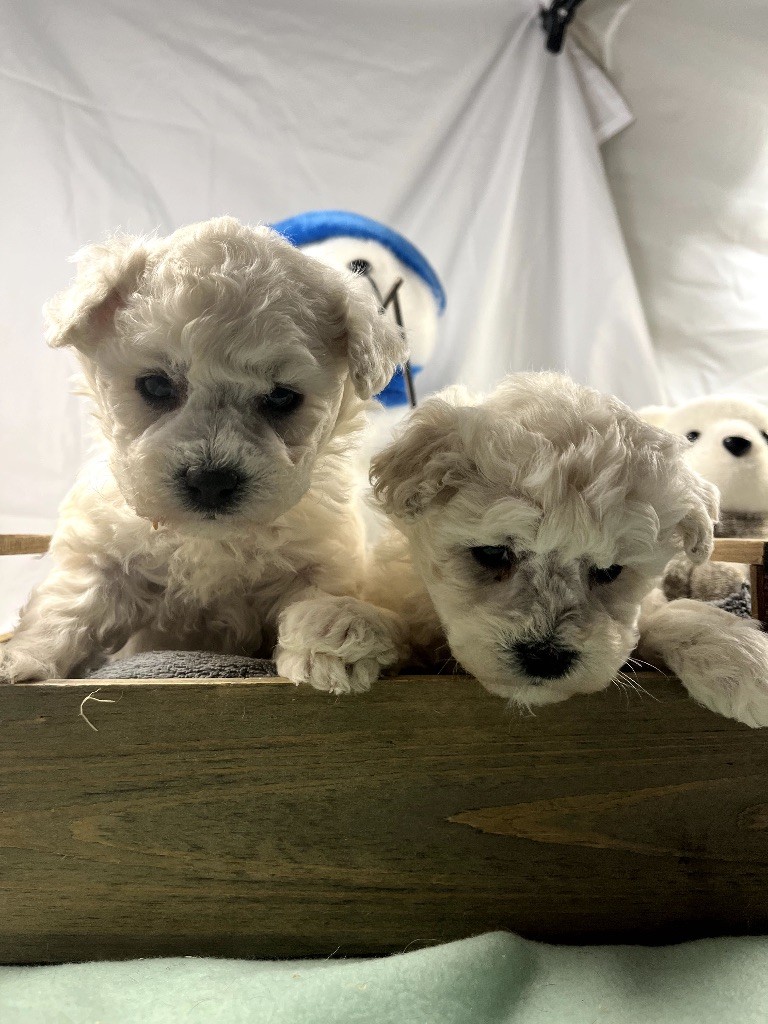 du Domaine des Trolls - Chiots disponibles - Bichon Frise