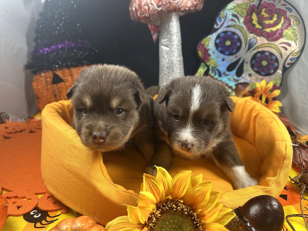 du Domaine des Trolls - Chiots disponibles - Chien finnois de Laponie