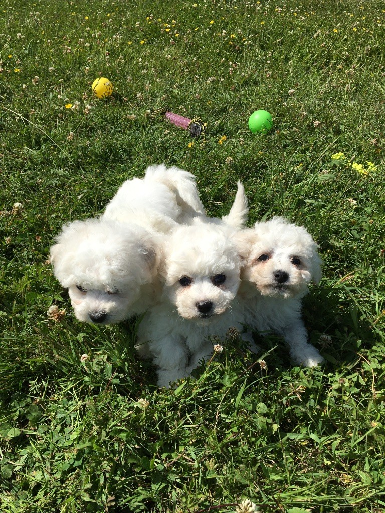 du Domaine des Trolls - Chiots disponibles - Bichon Frise