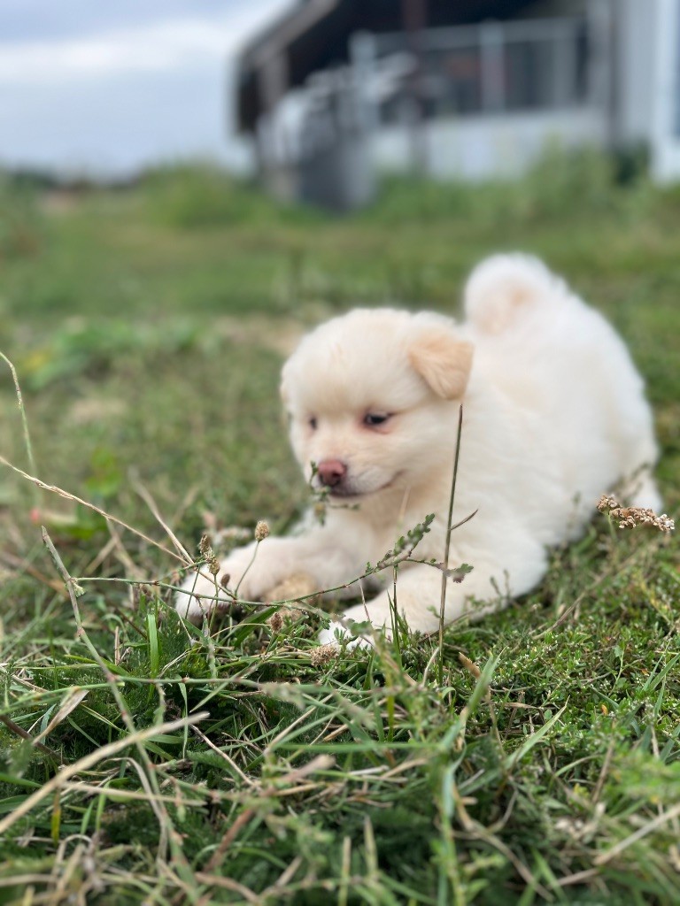 du Domaine des Trolls - Chiots disponibles - Chien finnois de Laponie