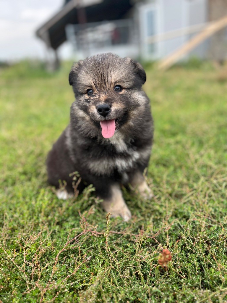 du Domaine des Trolls - Chiots disponibles - Chien finnois de Laponie