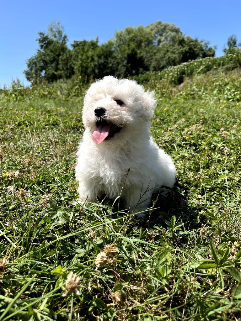 du Domaine des Trolls - Chiots disponibles - Bichon Frise