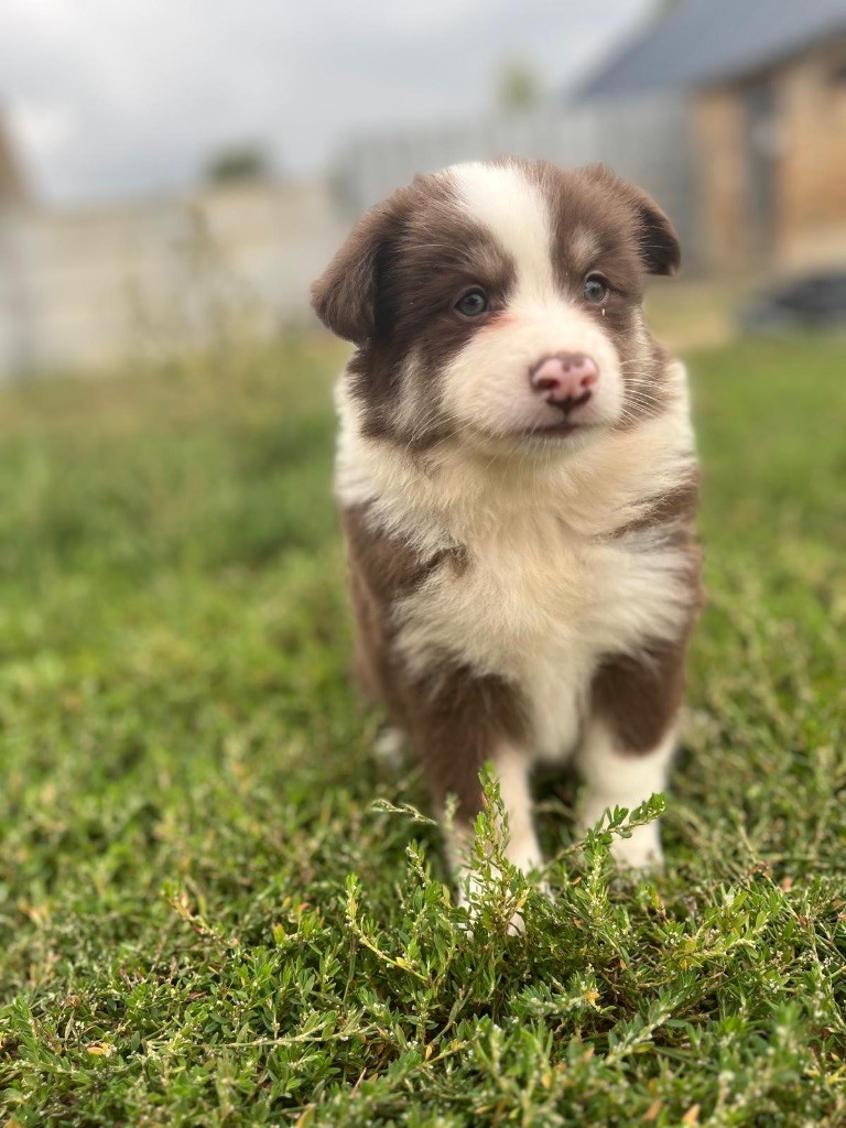 du Domaine des Trolls - Chiots disponibles - Chien finnois de Laponie