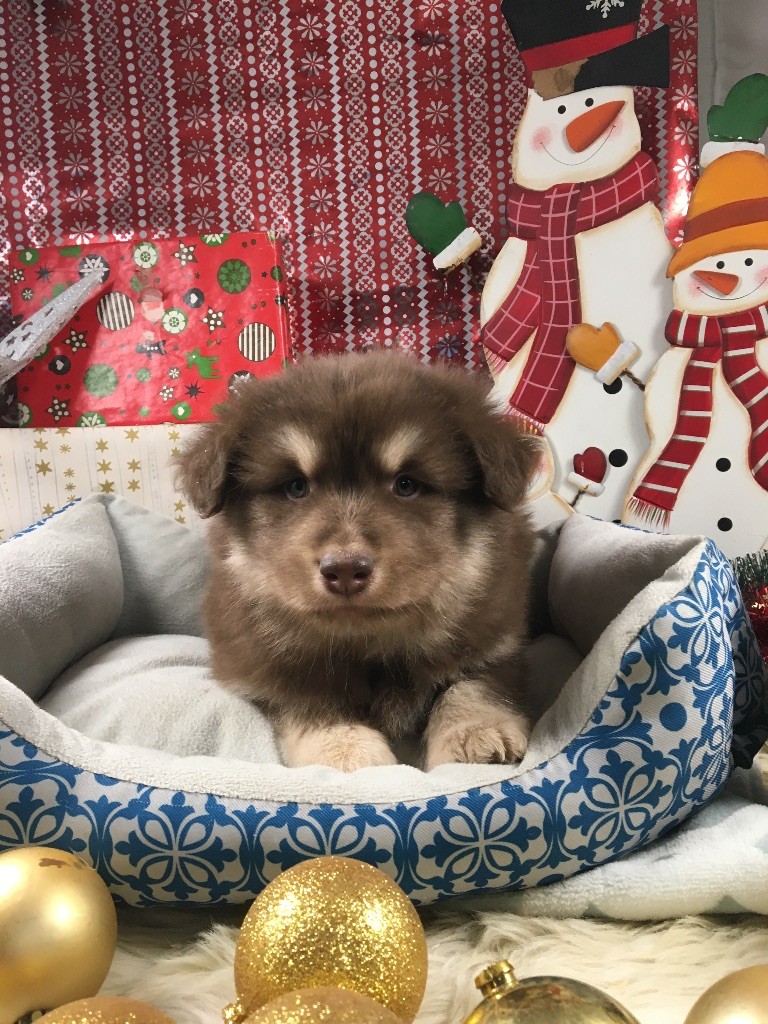 du Domaine des Trolls - Chiots disponibles - Chien finnois de Laponie