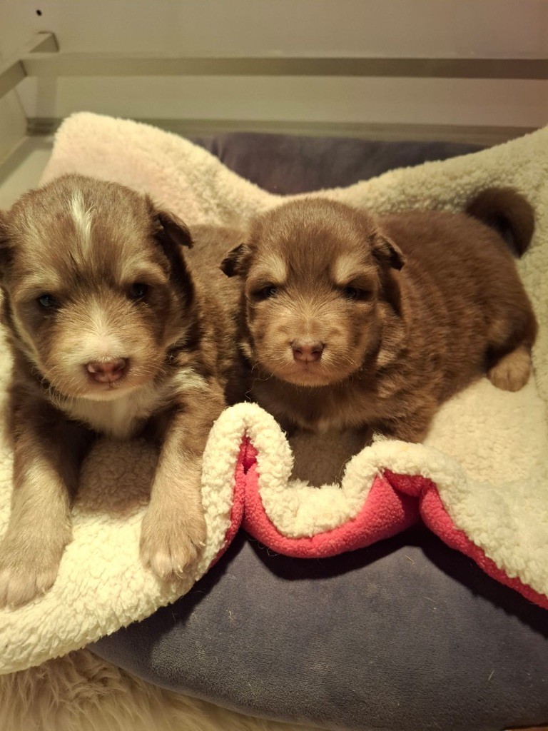 du Domaine des Trolls - Chiots disponibles - Chien finnois de Laponie