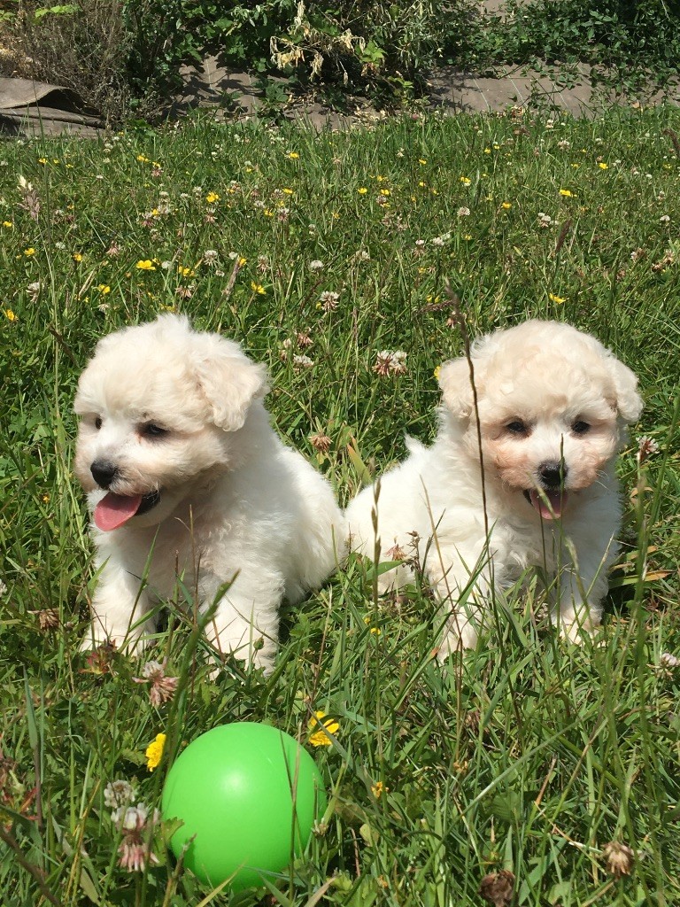 du Domaine des Trolls - Chiots disponibles - Bichon Frise