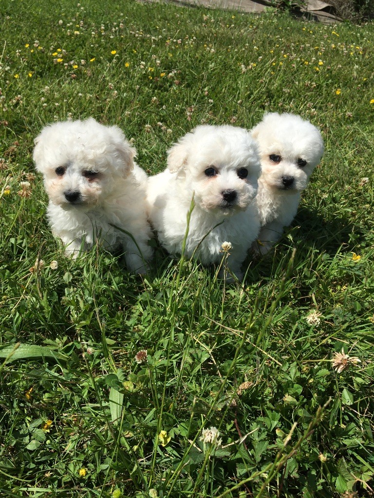 du Domaine des Trolls - Chiots disponibles - Bichon Frise