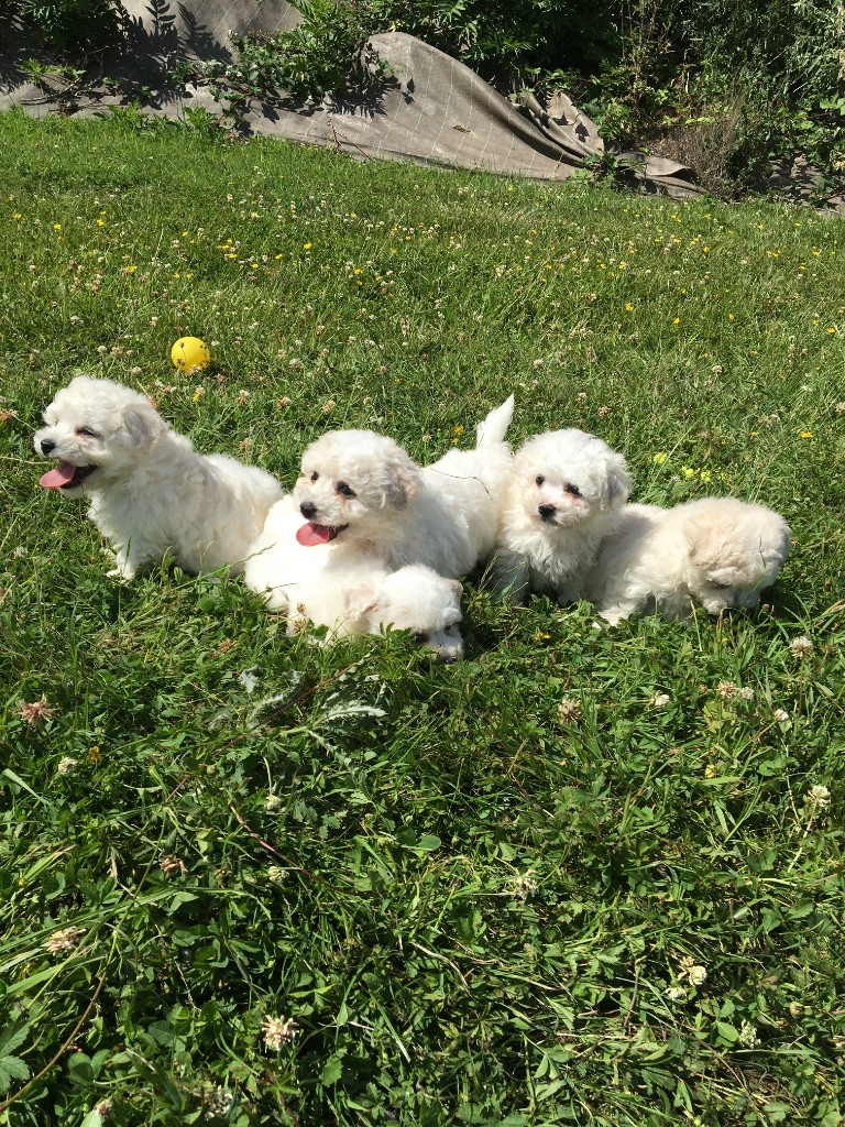 du Domaine des Trolls - Chiots disponibles - Bichon Frise