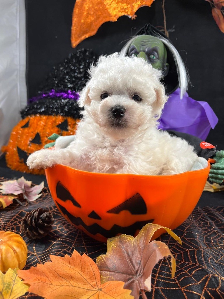 du Domaine des Trolls - Chiots disponibles - Bichon Frise