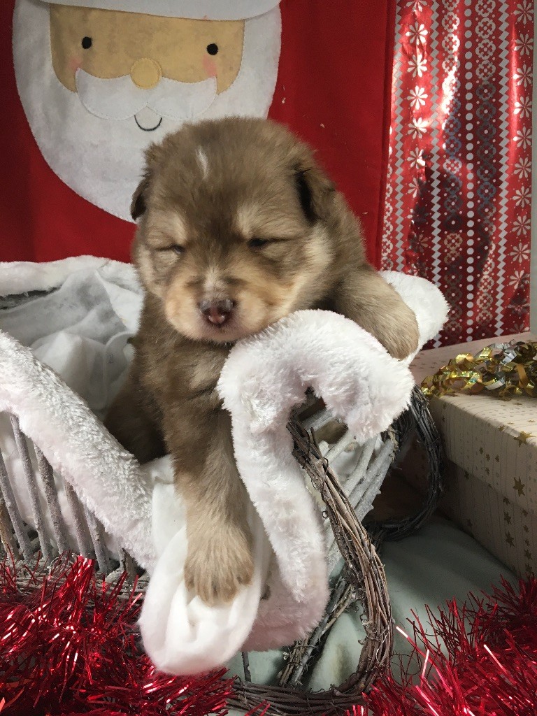 du Domaine des Trolls - Chiots disponibles - Chien finnois de Laponie