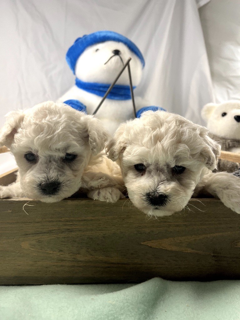 du Domaine des Trolls - Chiots disponibles - Bichon Frise