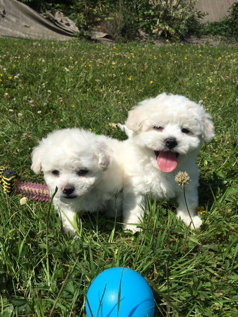 du Domaine des Trolls - Chiots disponibles - Bichon Frise