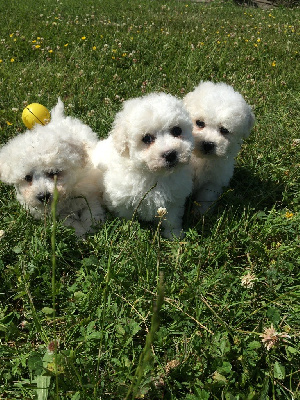 CHIOT 5