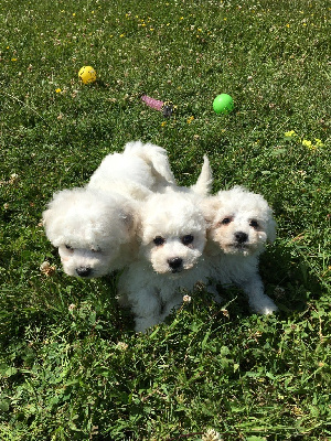 CHIOT 2