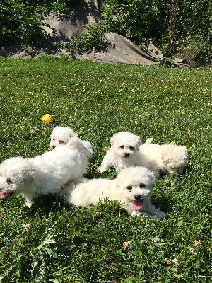 CHIOT 7