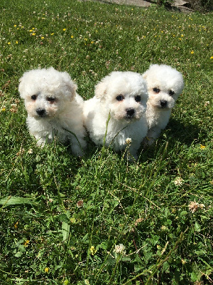 CHIOT 3