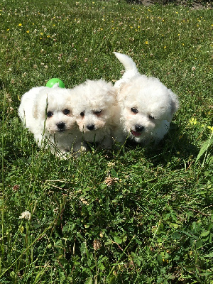 CHIOT 3
