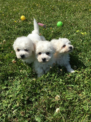 CHIOT 4