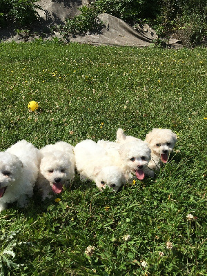 CHIOT 8